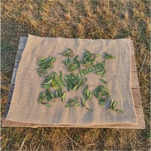 Sinop Türkeli'de satılık dişbudak tohumu