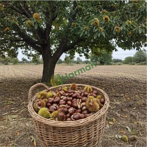 Sinop Merkez'de kestane satıyorum