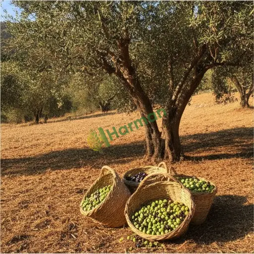 Sinop Boyabat zeytin satılık