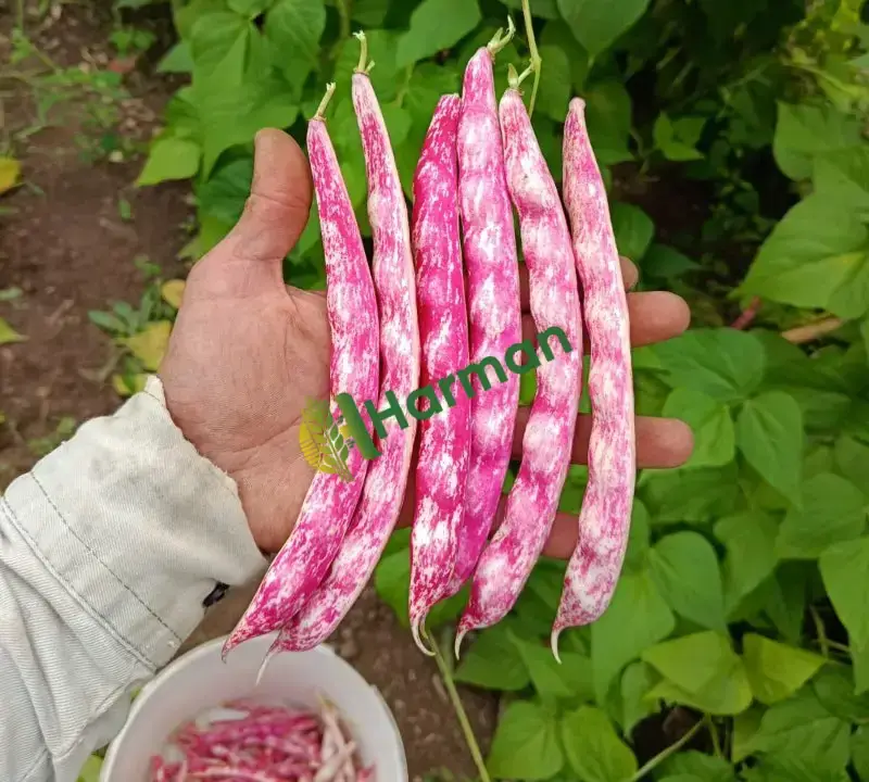 Sırık Barbunya - İznik Elmalı