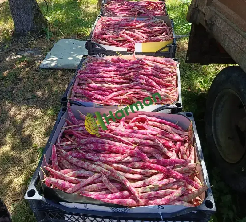 Sırık Barbunya - İznik Elmalı