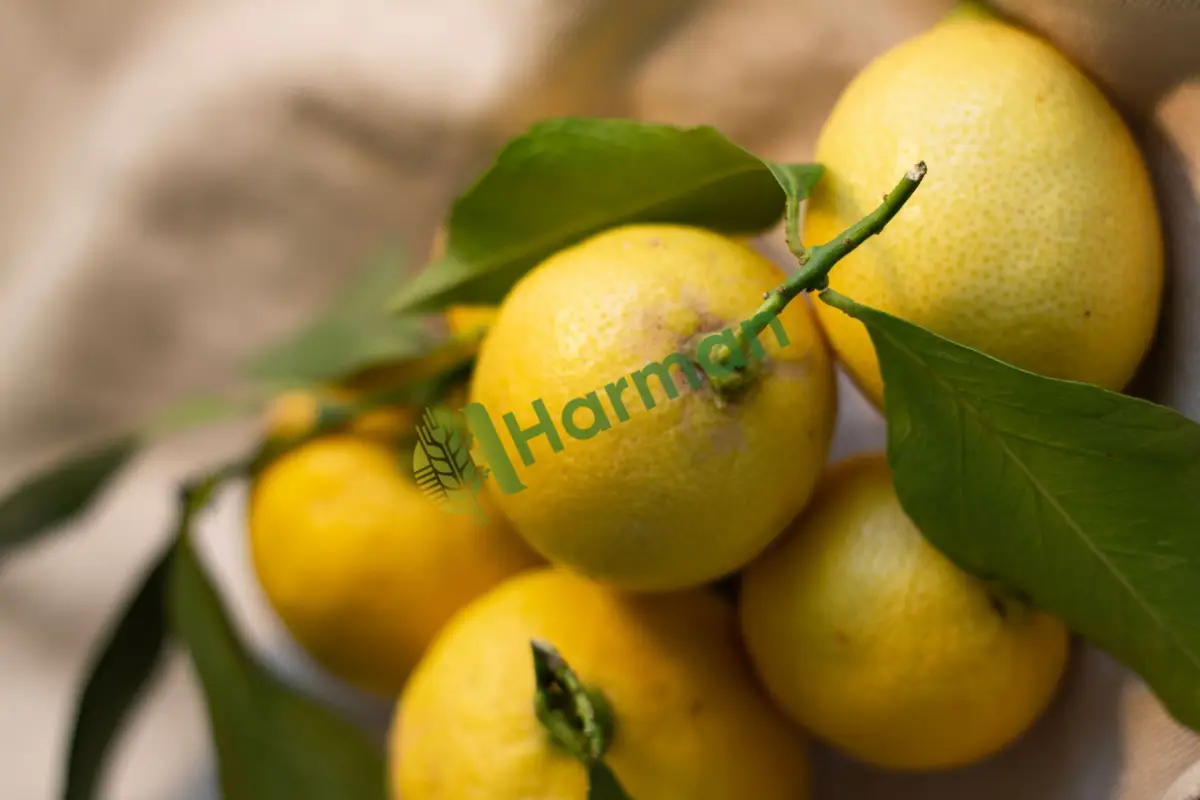Sirkelik dökme ucuz limon alınır - Amasya Merkez