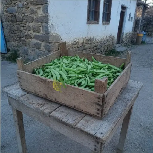 Şırnak Silopi'de bezelye alınacak