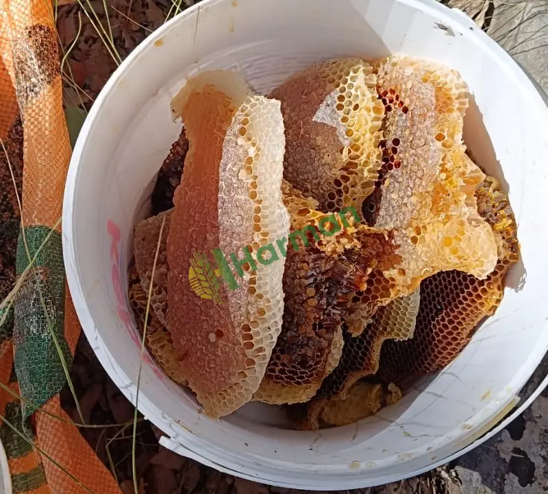 Şırnak hakiki kara kovan yaban balı (tıbbi bal)