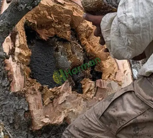 Şırnak hakiki kara kovan yaban balı (tıbbi bal)