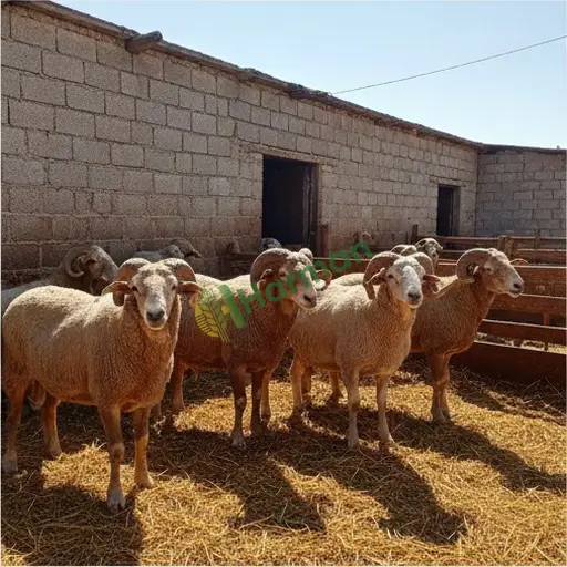 Şırnak İdil'de damızlık koyun alınır