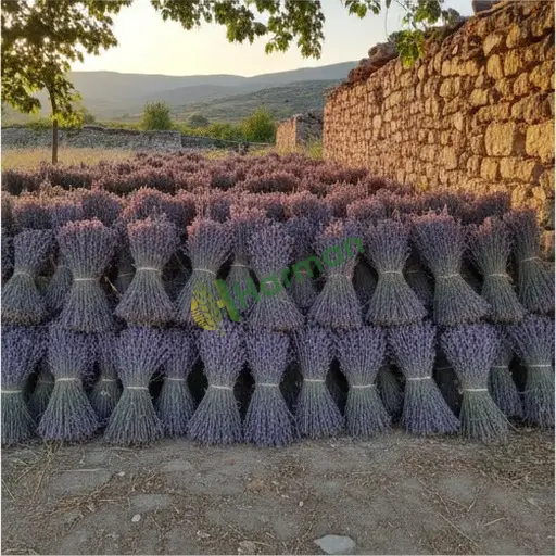 Şırnak Merkez'de lavanta alınacak