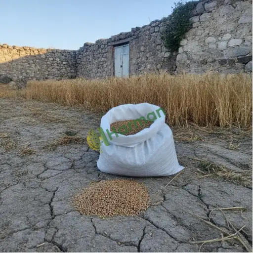 Şırnak Güçlükonak'tan buğday satılık
