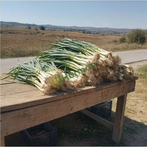 Şırnak Merkez yeşil soğan alıcısıyım
