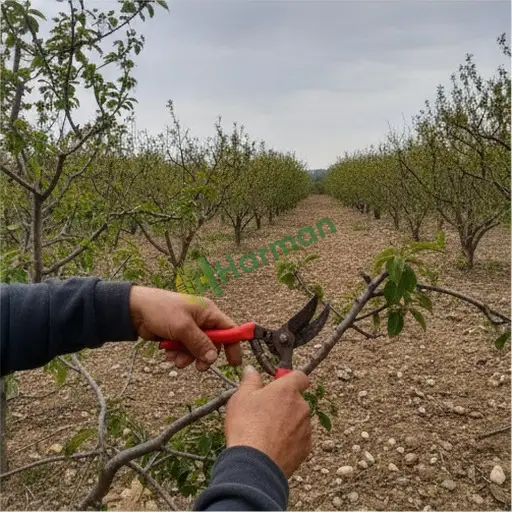 Sivas Zara'da dal budama işi yapılır