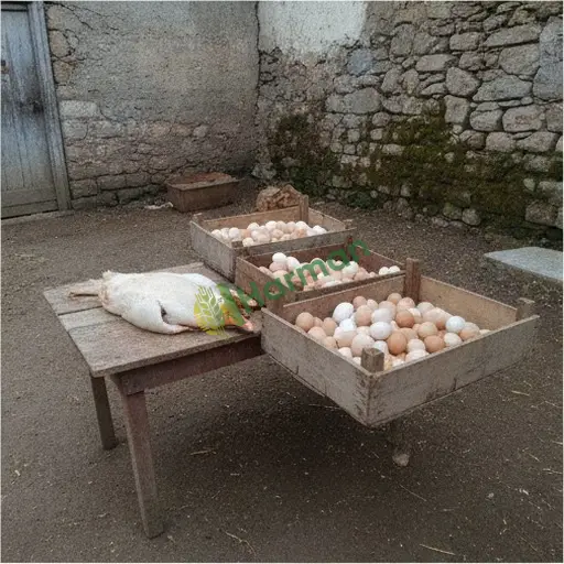 Suşehri'de Kaz Eti Arıyorum