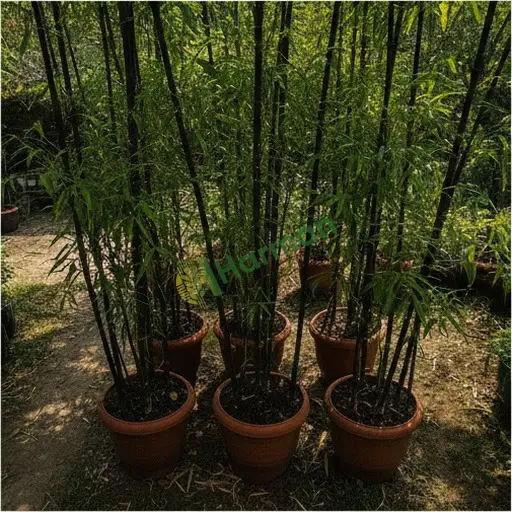 Sivas Hafik Siyah Bambu Aranan