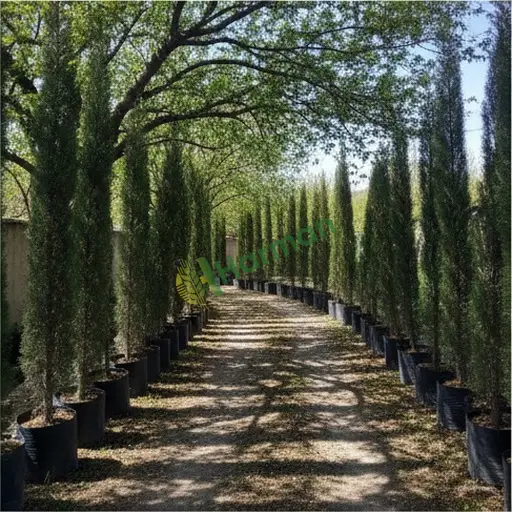 Sivas Divriği'de sütunlu servi alınır