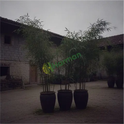 Artvin Hopa Aranan Siyah Bambu