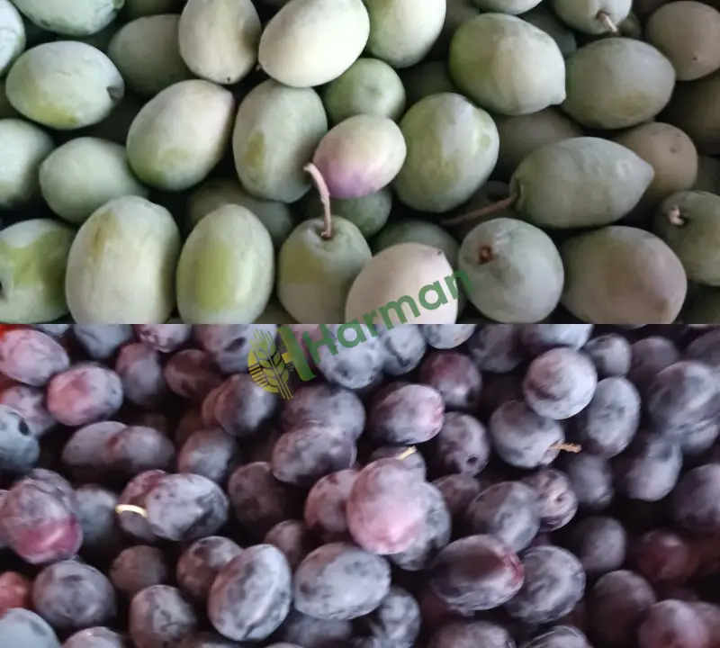 Siyah zeytin