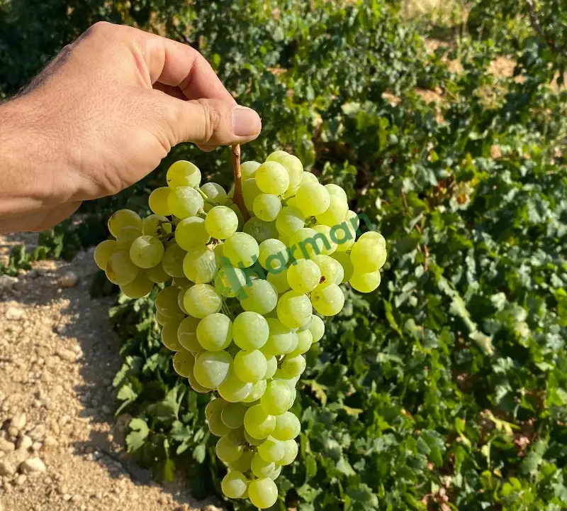 Sofralık üzüm