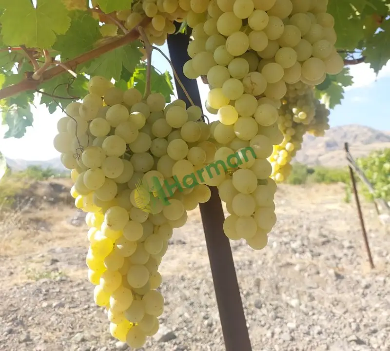 Sofralık Üzüm