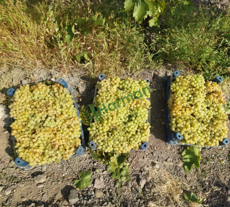 Sofralık Üzüm