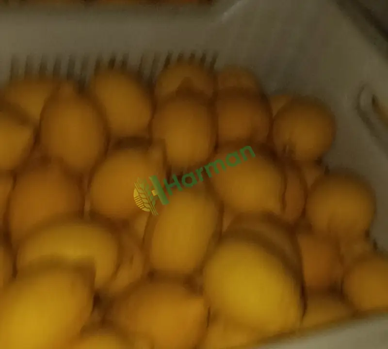 Soğuk hava limon