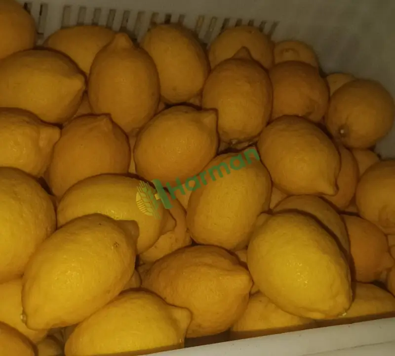 Soğuk hava limon