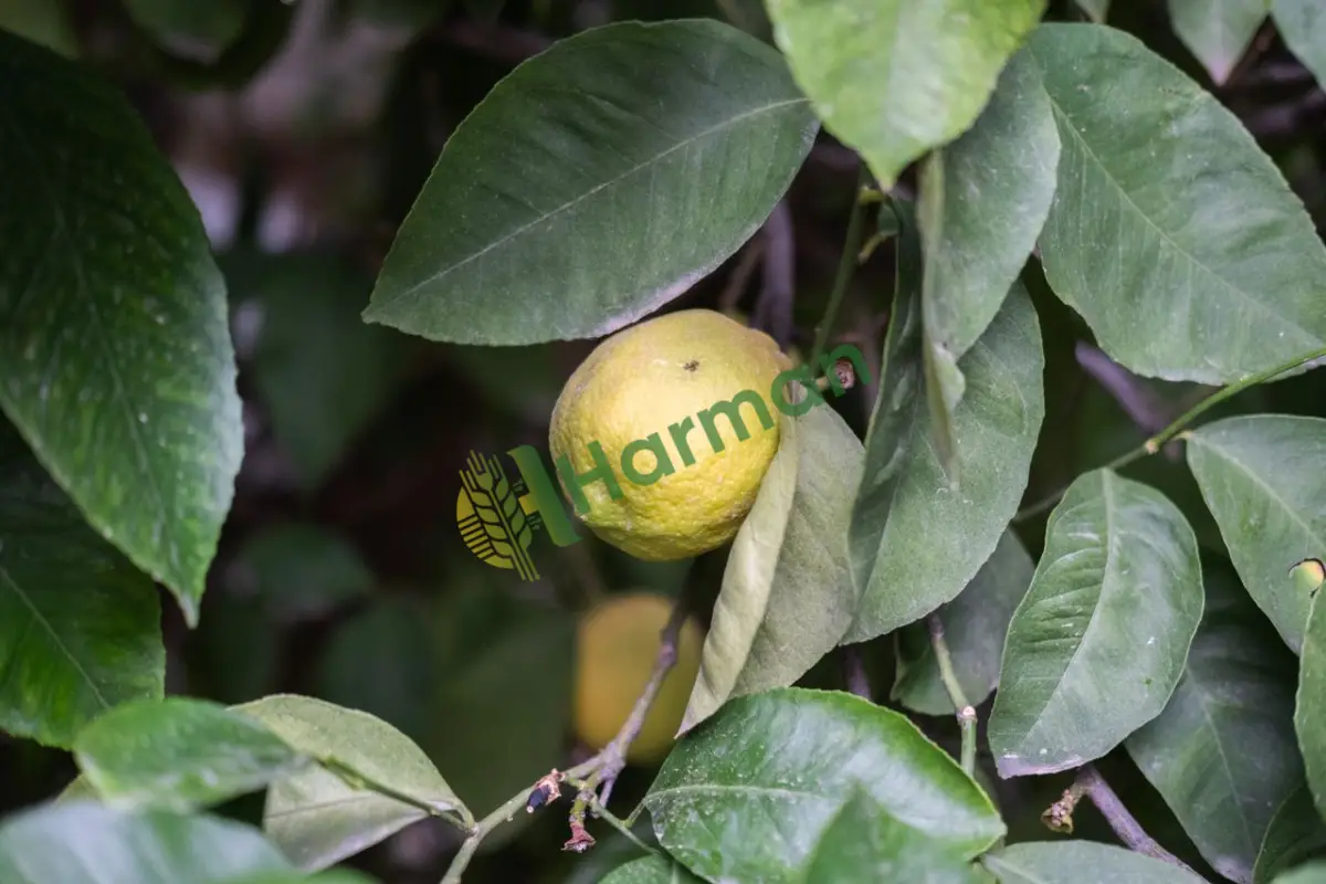 Soğuk havaya koymalık interdonat limon alınır - Giresun Merkez