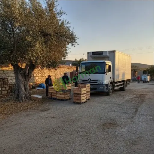 Gümüşhane Aranan Soğuk Zincir Nakliyesi