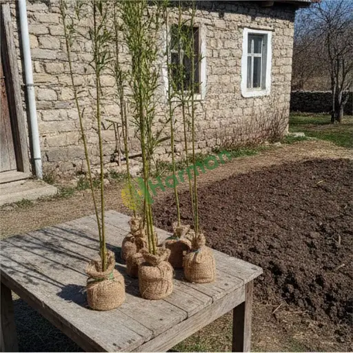 Söğüt Fidanı Aranan / Adıyaman Çelikhan