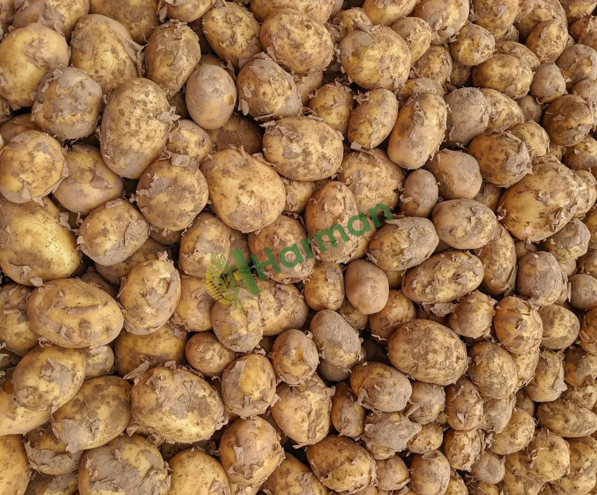 Sökümden dökme patates arıyoruz tarladan - Aydın Çine