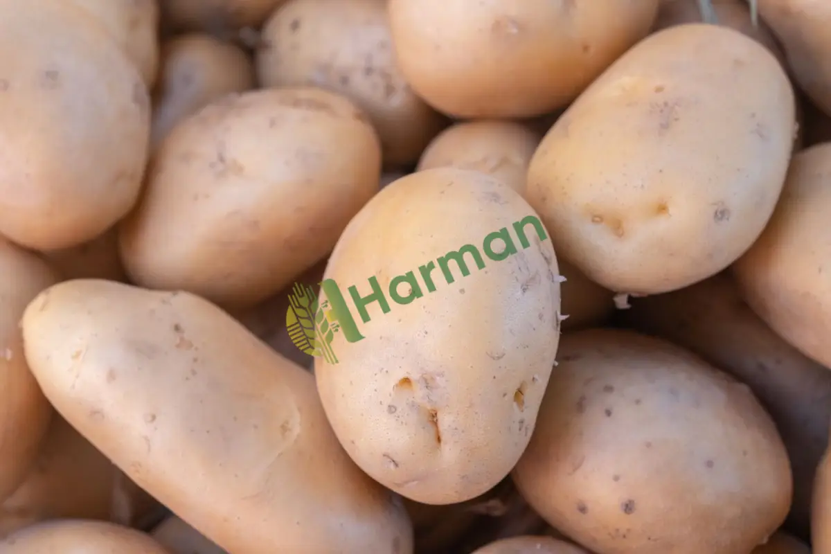 Sökümden taze patates, çuvalsız tarladan - Tokat Merkez