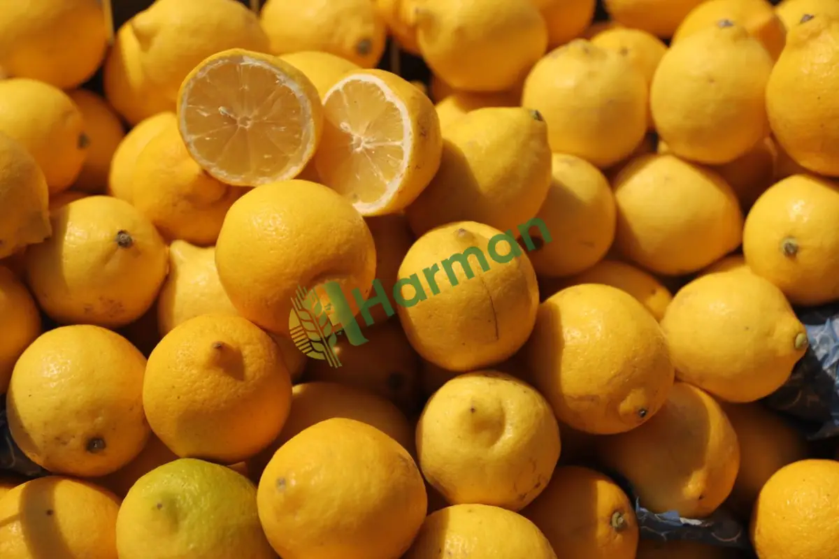 Sosluk ve filelik ince kabuk limon, satılık -Kilis Elbeyli