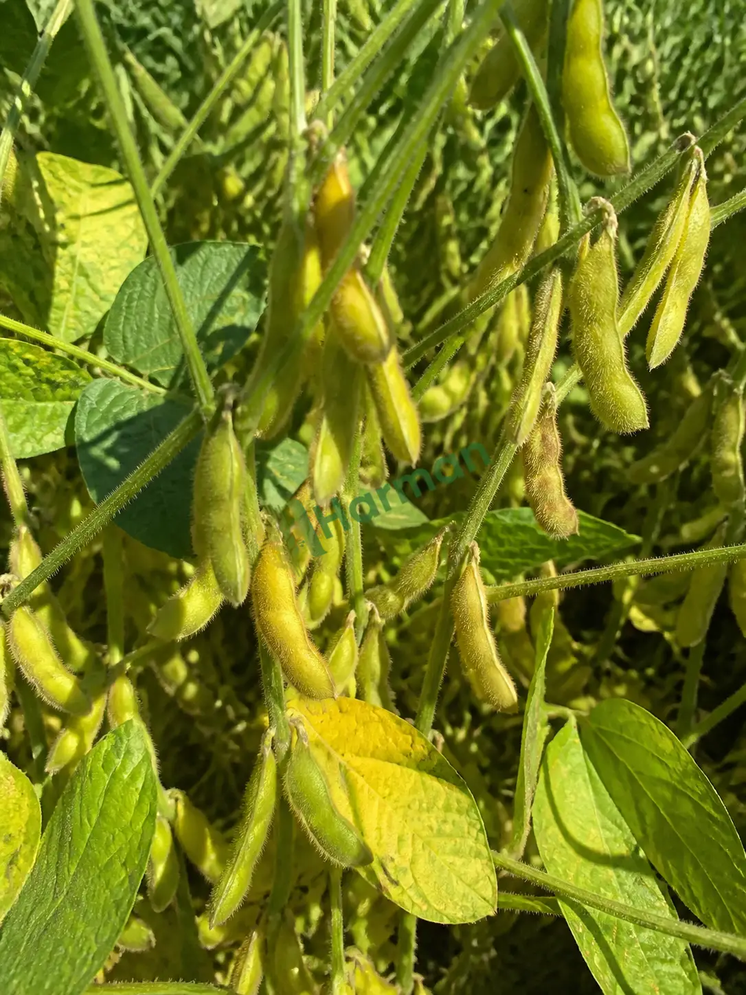 Soya fasulyesi