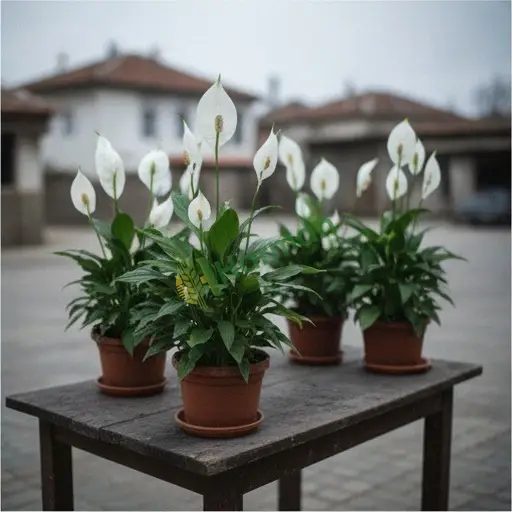 Nevşehir Kozaklı'da Spathiphyllum lazım