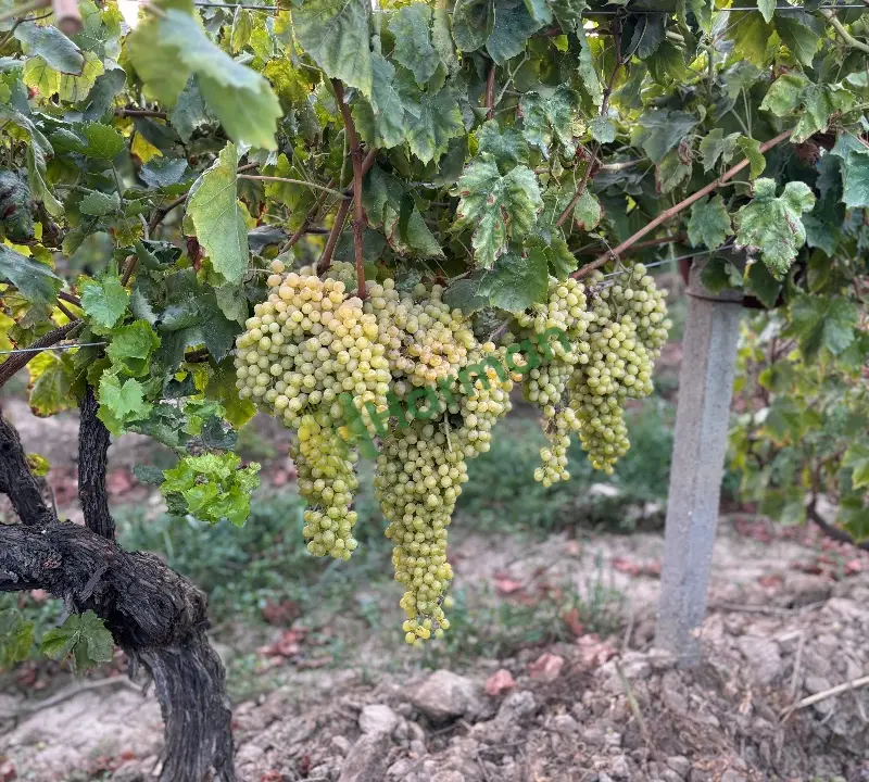Sultaniye Manisa/Turgutlu/Sarıbey