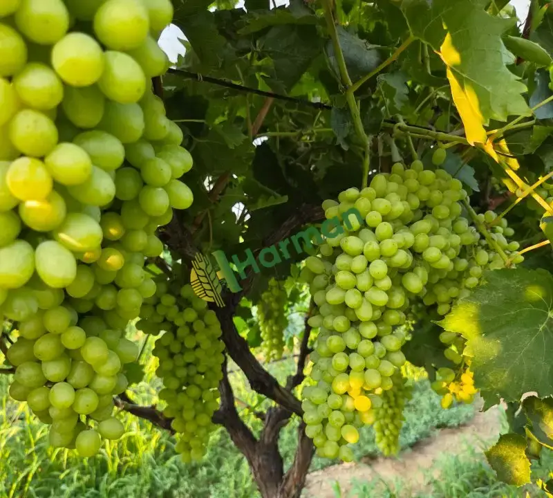 SULTANİYE ÜZÜM