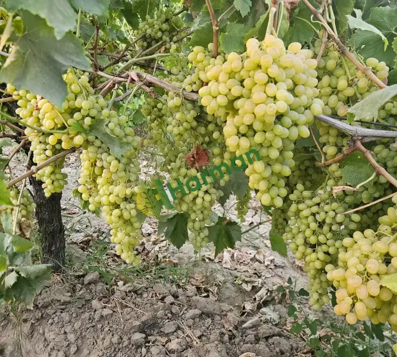 Sultaniye üzüm