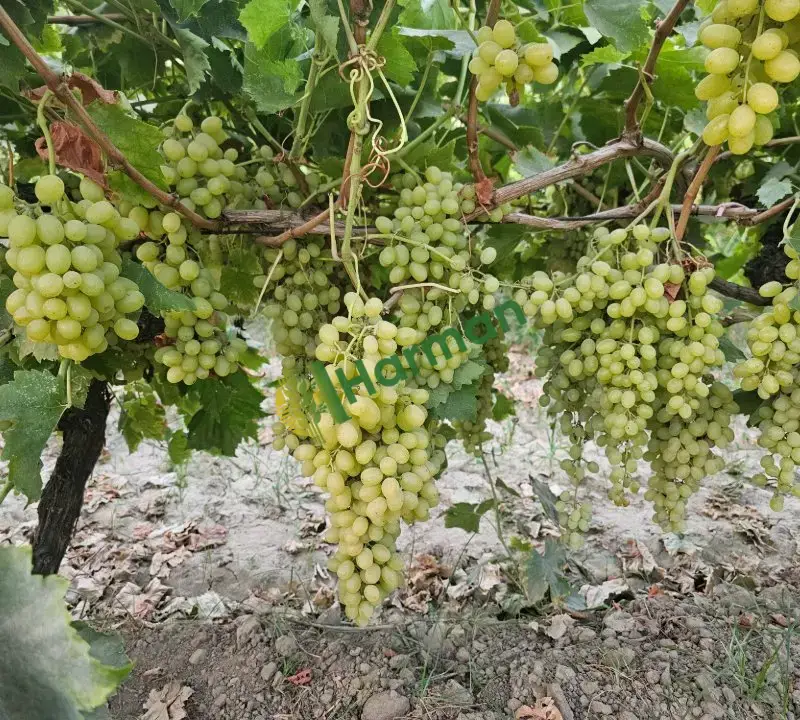 Sultaniye üzüm