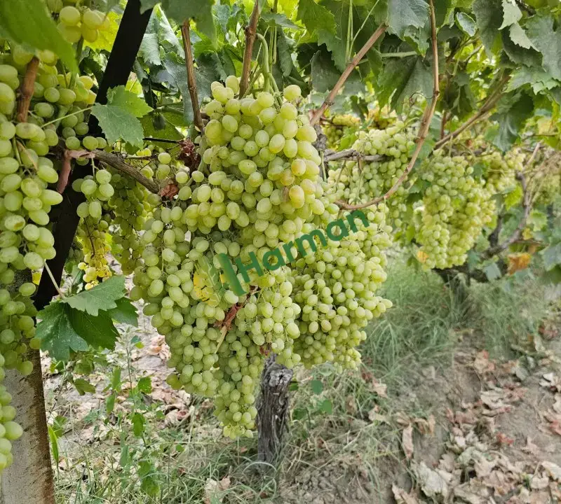Sultaniye üzüm