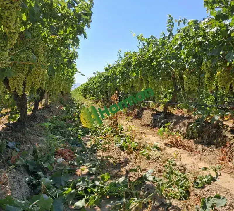 Sultaniye Üzüm Alaşehir