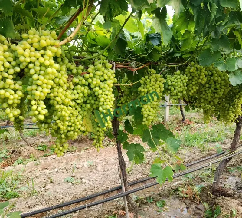 Sultaniye üzümü- Alaşehir