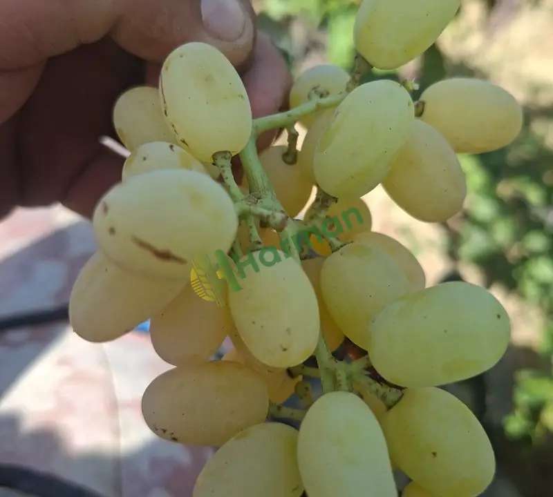 Sultaniye üzümü beyaz veya sarı