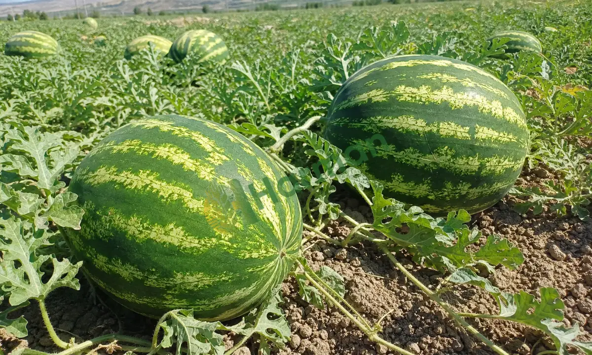 KARPUZ hal fiyatı