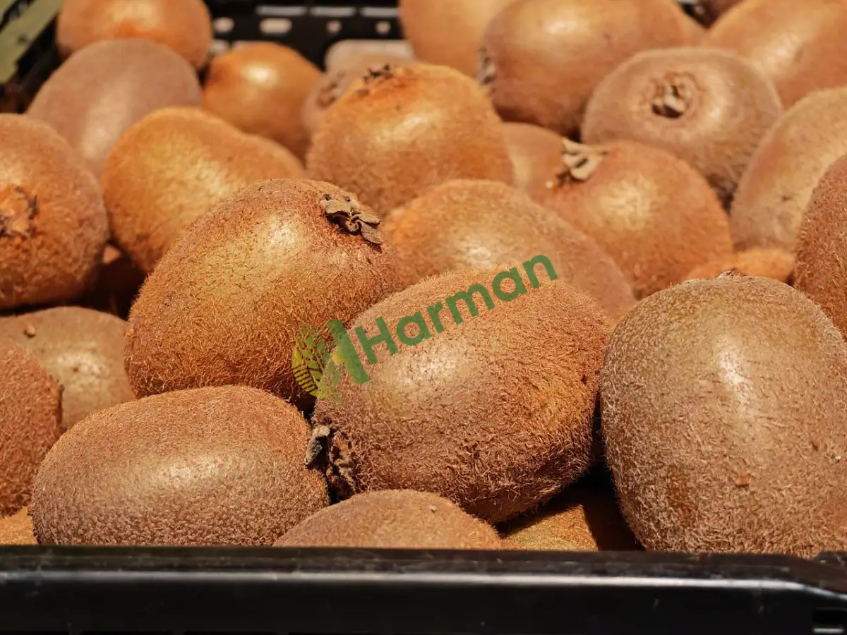 Süpermarket için 1. kalite kivi alınacaktır - Yozgat Yenifakılı