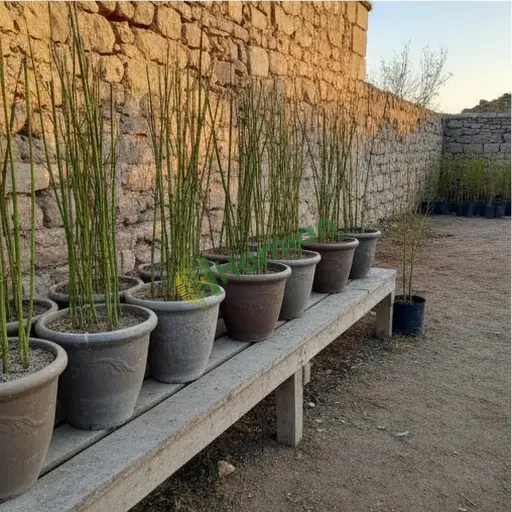 Bodrum'da Süs Bambusu Fidanı Aranıyor