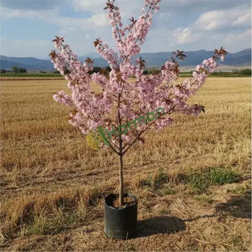 Aranan Süs Kirazı - Niğde