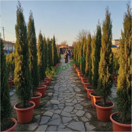 Edirne Meriç sütunlu servi alıyorum