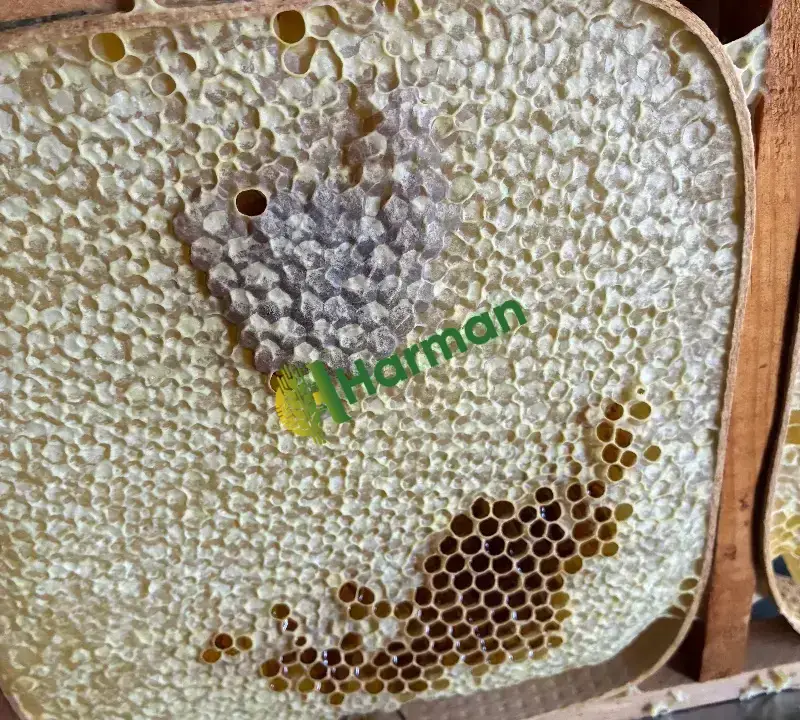 Süzme petek Karakovan bal Tavşanlı Kütahya