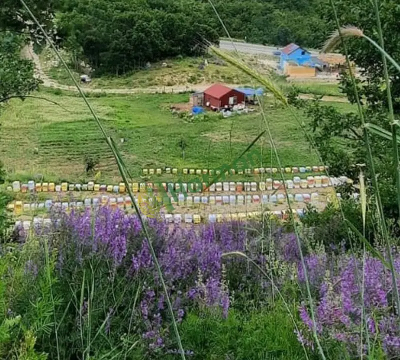 Süzme, petek ve karakovan balı. Doğal naturel. Allah ne vermişse.