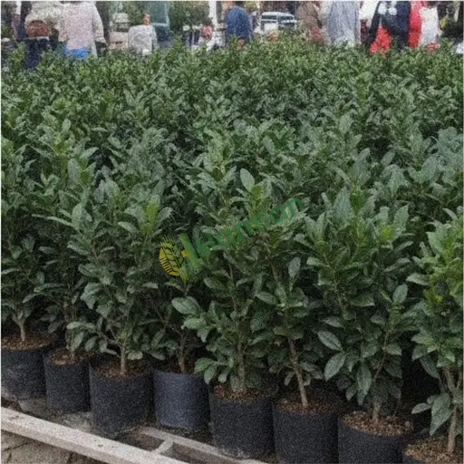Balıkesir Kepsut'ta taflan (karayemiş) alınır