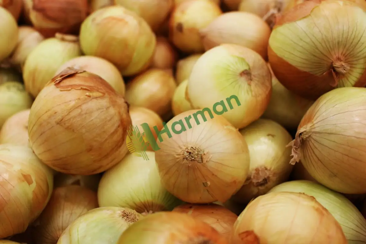 Tamamen doğal kaynak sularıyla büyümüş, ilaçsız beyaz dolma soğanı - Kars Selim