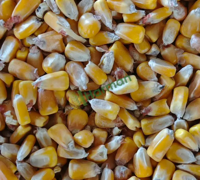 Tane mısır